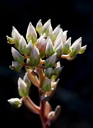 Sedum laxum - Roseflower stonecrop